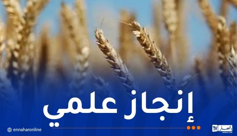 التعليم العالي.. تسجيل 6 أصناف جديدة من القمح والشعير