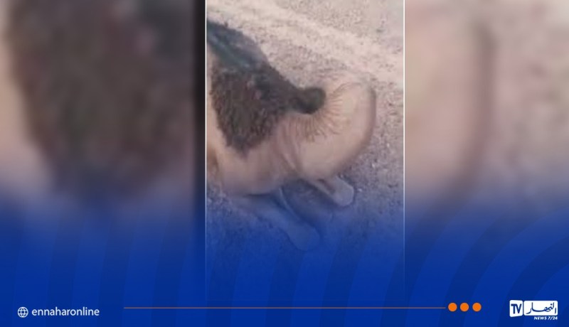 جمعيات مربي الإبل بالمنيعة تودع شكوى ضد المتسببين في حادثة نفوق الإبل بمواد كيميائية