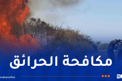 تسخير 5683 إطارًا وعونًا من قطاع الغابات لإخماد الحرائق