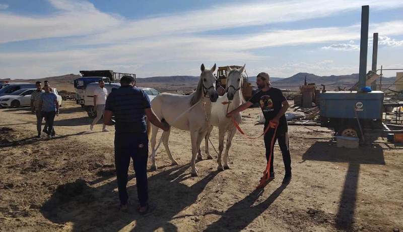 انطلاق تعويض مربي الخيول المتضررين من الحرائق بقصر البخاري