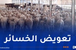 تيزي وزو.. تواصل عملية تعويض المتضررين من حرائق الغابات