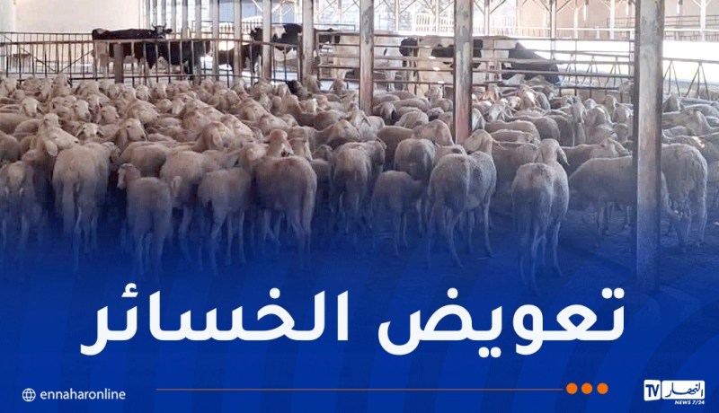 تيزي وزو.. تواصل عملية تعويض المتضررين من حرائق الغابات