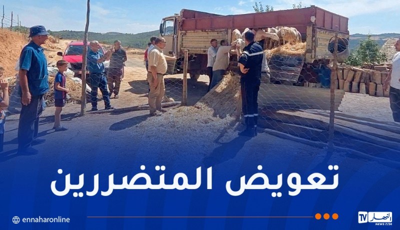 المدية.. تواصل عملية توزيع الأغنام لفائدة الفلاحين المتضررين من الحرائق