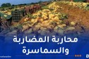 اتحاد التجار والحرفيين يثمّن تسقيف أسعار البطاطا