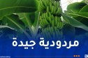 زراعة الموز بجيجل.. نتائج واعدة وآفاق إنتاجية أكبر