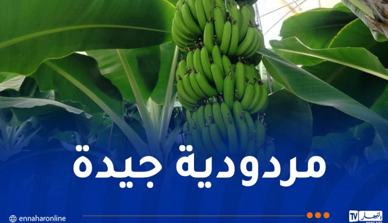 زراعة الموز بجيجل.. نتائج واعدة وآفاق إنتاجية أكبر