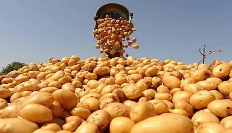 وزارة التجارة تسقّف أسعار البطاطا