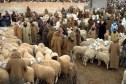 غلق أسواق المواشي بهذه الولاية