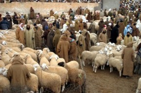 غلق أسواق المواشي بهذه الولاية