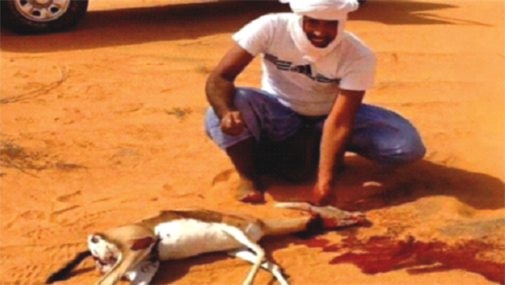 La chasse traditionnelle, hobby des Mauritaniens en automne