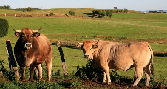 Les importations de bovins français en hausse