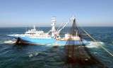 Pêche artisanale en Algérie : Un port réceptionné bientôt