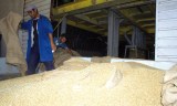 La facture d’importation de blé établie à 1,2 milliards de dollars
