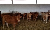Fiévre aphteuse: alerte rouge