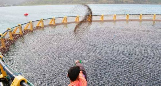 Aquaculture : Des investissements et des projets en nette augmentation