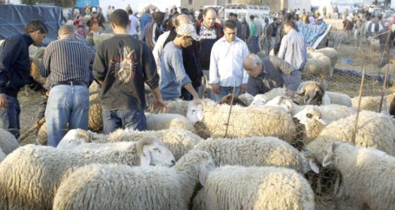 Covid-19: Fermeture de deux marchés à bestiaux à Médéa