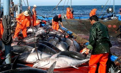 Pêche et produits halieutiques: Cibler une grosse production