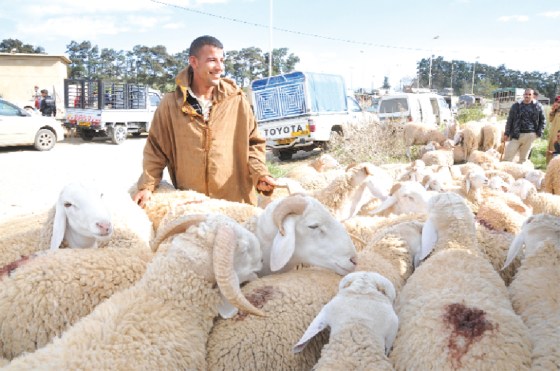 Fièvre aphteuse : Les moutons épargnés, selon le ministère