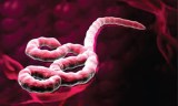 Ebola : L’UA préconise une approche multisectorielle pour combattre le virus