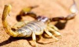 Envenimation scorpionique : plus de 90 cas enregistrés à In Salah