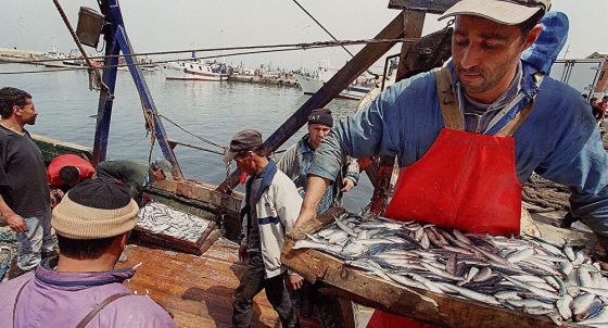 La sardine à 1 200 DA à Annaba et colère des armateurs