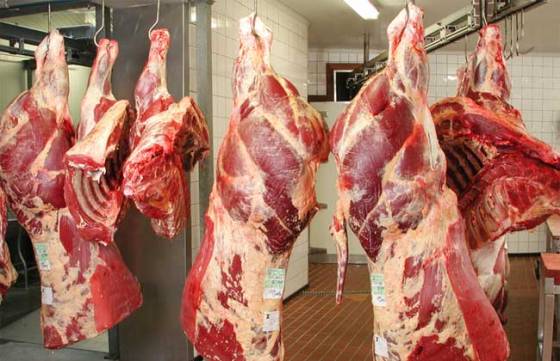 Viandes rouges : Arrivée d’un nouveau lot de têtes bovines destinées à l’abattage