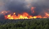 Incendies de forêt, leurs causes et conséquences