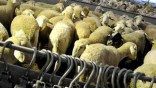 Alors que les prix des moutons de l’Aïd s’envolent: Alviar dément le recours à l’importation