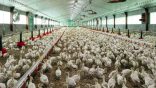 Hausse des prix du poulet: Les autorités lancent une enquête urgente