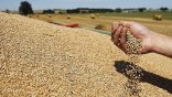 Abondance de l’offre et concurrence entre les exportateurs : Baisse des prix des céréales sur les marchés mondiaux    