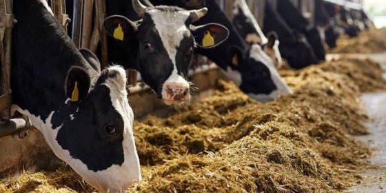 Exemption de l’alimentation de bétail et de volailles de la TVA : Des mesures visant à stabiliser les prix