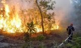 Feux de forêt à Tizi Ouzou  : Plus de 7 milliards de dinars de dégâts