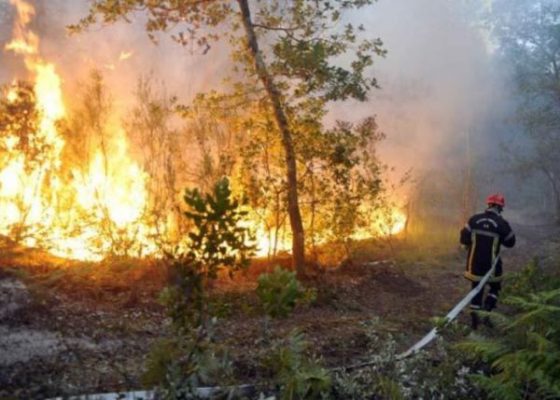 Feux de forêt à Tizi Ouzou  : Plus de 7 milliards de dinars de dégâts