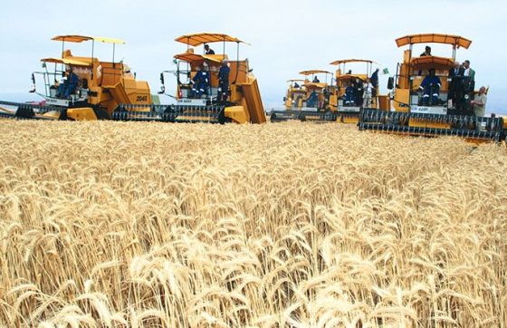 Agriculture : Nouvelle stratégie pour la production céréalière