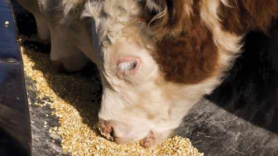 Interdiction d’utilisation du blé dans l’alimentation animale : Énième rappelle du ministère de l’Agriculture