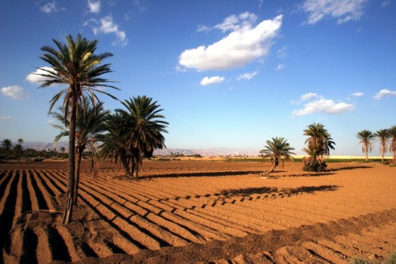 Concessions agricoles à Ghardaïa : Lorsque les assiettes foncières se font rares