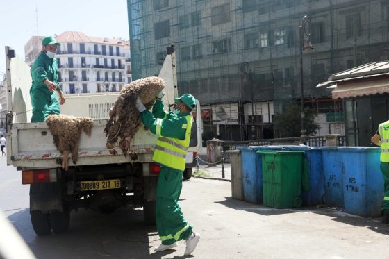 Aid El Ad’ha: Campagne pour la collecte des peaux de moutons