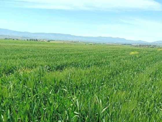 Assainissement du foncier agricole : Plus de 2100 hectares récupérés à Médéa