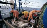 Accord de pêche UE – Rabat : Bruxelles face à la piraterie marocaine