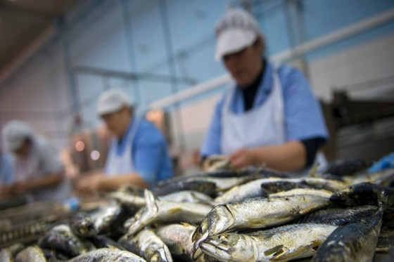 Pêche et aquaculture : La transformation des produits en débat à Tipasa