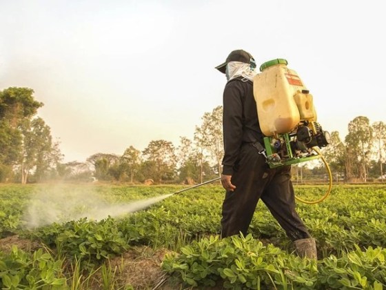 Interdiction de l’utilisation du pesticide Chlorpyrifos à Médéa