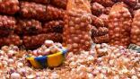 En prévision du ramadhan : 7 000 tonnes d’oignons et 1 400 tonnes d’ails déstockés