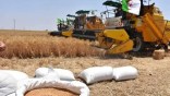 Production de blé en 2024 : Une récolte de 40 million de quintaux attendue 