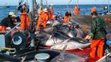 Campagne 2024 de pêche au thon rouge : Plus d’une trentaine de demandes déposées