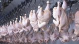 : Vers une baisse du prix du poulet