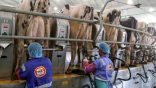 Du lait en poudre produit avec la qatarie Baladna : L’Algérie réalise un pas vers la sécurité alimentaire