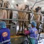 Du lait en poudre produit avec la qatarie Baladna : L’Algérie réalise un pas vers la sécurité alimentaire